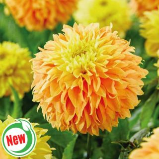 Deep Impact Dahlia Thumbnail